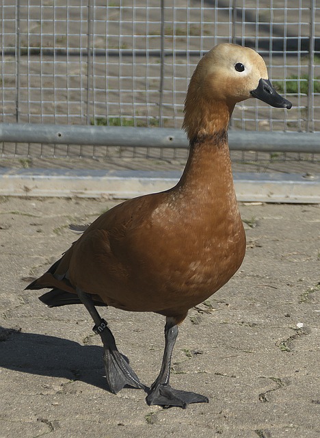 以及关键时