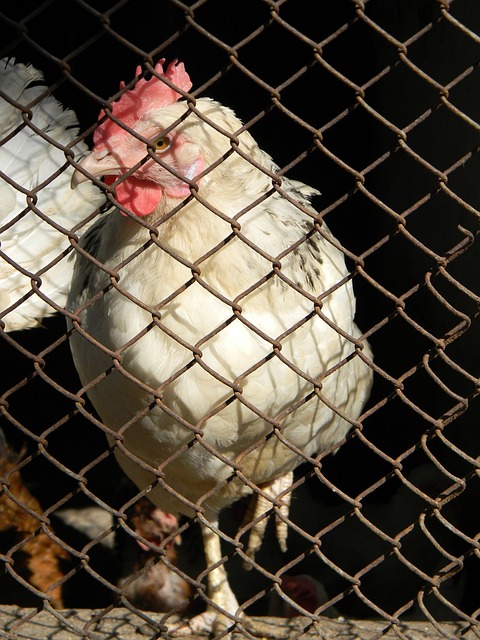 以色列宣布 以色列宣布